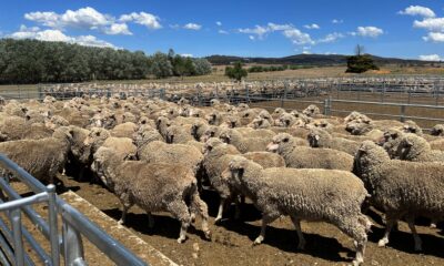 Sheep run into a holding pen at a farm near Delegate, in New South Wales, Australia, 19 November 2023 (Photo: Reuters/Peter Hobson).